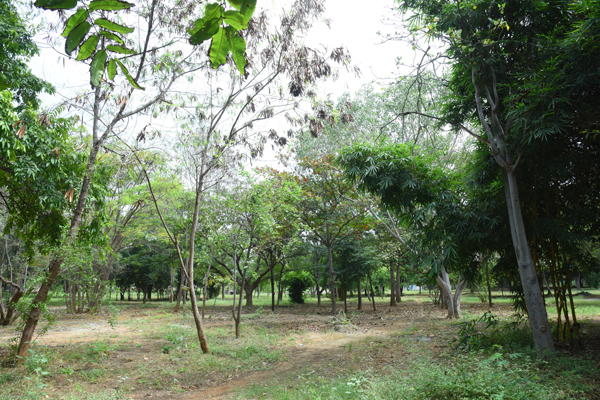 garden